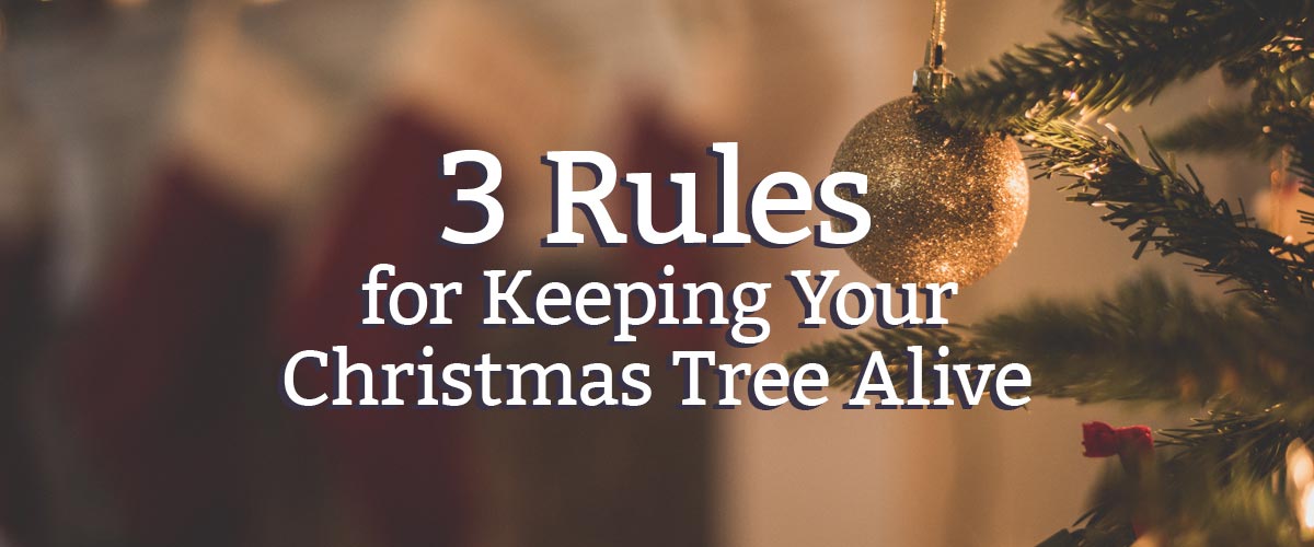 3 rules for keeping your christmas tree alive